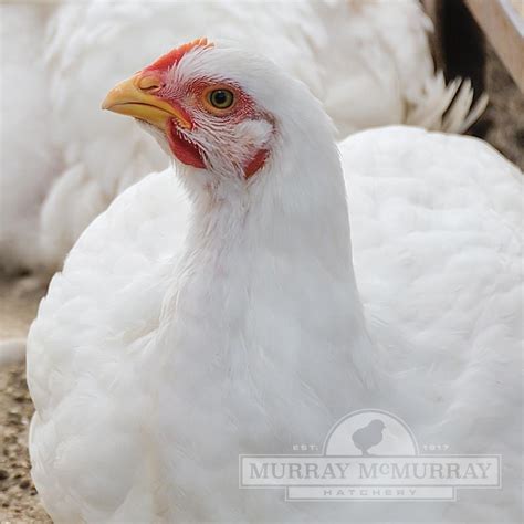 cornish cross chickens near me|cornish cross where to buy.